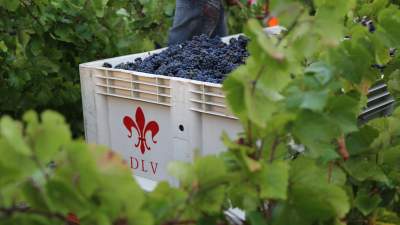 Harvesting our Estate Pinot Noir