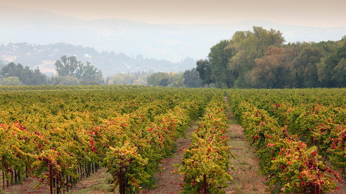 Lyeth Estate Vineyard in Fall