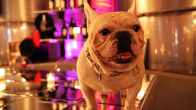 Frenchie in the Crystal Cellar