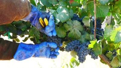 Lockwood Vineyard Harvest