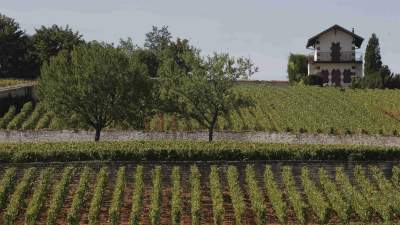 The vineyards of Bonpas